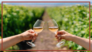 Vini della Romagna: un viaggio tra storia, gusto e tradizione