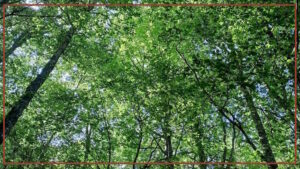 Romagna in fiore 2026: il canzoniere Grecanico Salentino nella foresta di Montebello